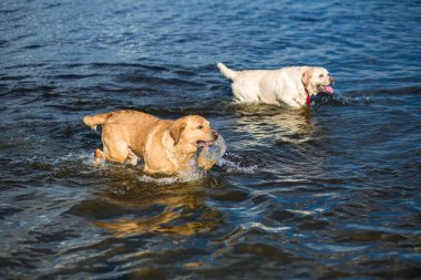 Sahilde iki Labrador'un