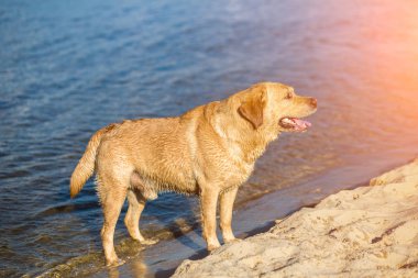 Labrador retriever köpek sahilde. Güneş parlaması