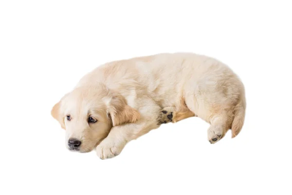 Cachorro golden retriever sobre un fondo blanco — Foto de Stock