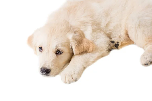 Cachorro golden retriever sobre un fondo blanco — Foto de Stock