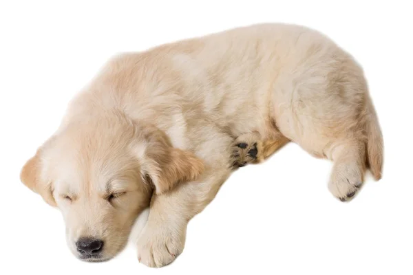 Cachorro golden retriever sobre un fondo blanco — Foto de Stock