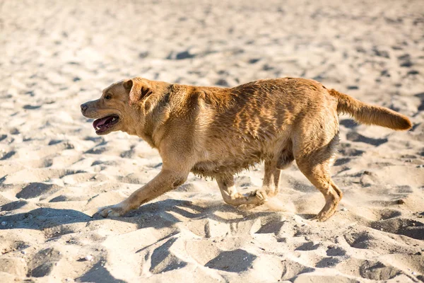 Labrador retriever dog on beach — Stock Photo, Image