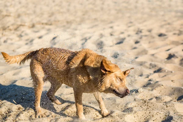 Labradorský retrívr pes na pláži. Červená Labrador setřásá vody — Stock fotografie
