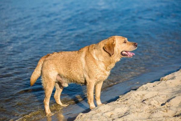 Labrador cane da recupero sulla spiaggia — Foto Stock