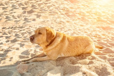 Labrador geri almak sahilde kum Nehri, yakın dolu yalan eski sarı köpek sıcak ve güneşli yaz. Güneş parlaması