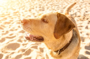 Sahilde Labrador geri almak. Güneş parlaması