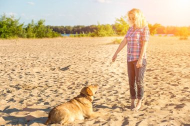 Köpek eğitim. Büyük komik köpek Labrador bir komut - uzan gerçekleştirir ve ödül için bekler. Plaj harika yaz gününde. Güneş parlaması