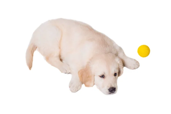 Cachorro golden retriever sobre un fondo blanco —  Fotos de Stock