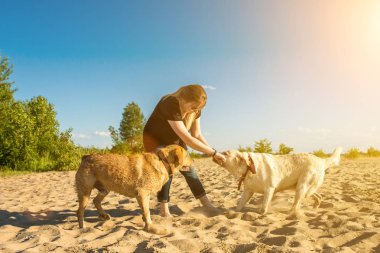İki labrador arkadaş sahilde oynarken. Güneş parlaması