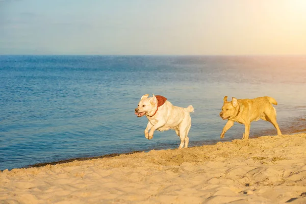 Golden Retriever Labrador zabawy biegnącej wzdłuż plaży. Rozbłysk słoneczny — Zdjęcie stockowe