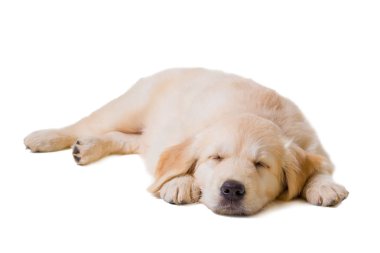 Beyaz bir arka plan üzerinde köpek yavrusu golden retriever