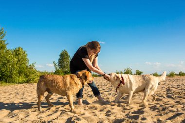 Kumsalda oynarken iki labrador arkadaş