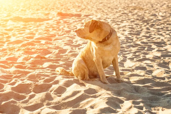 Recupero labrador sulla spiaggia. Ramponamento solare — Foto Stock