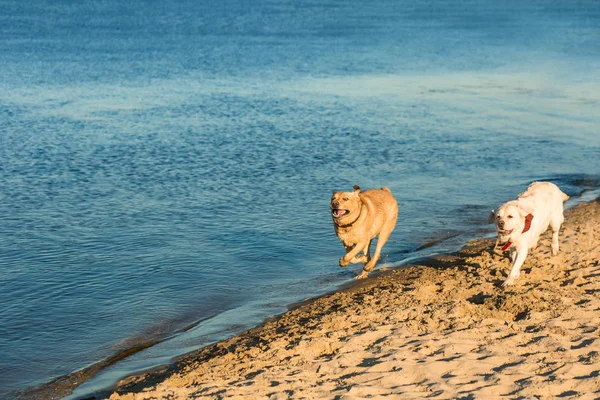 Golden Labrador retrievers having fun running along beach