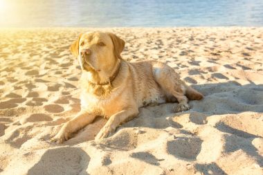 Labrador geri almak sahilde kum Nehri, yakın dolu yalan eski sarı köpek sıcak ve güneşli yaz. Güneş parlaması