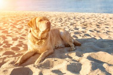 Labrador geri almak sahilde kum Nehri, yakın dolu yalan eski sarı köpek sıcak ve güneşli yaz. Güneş parlaması