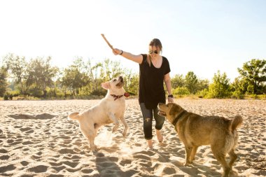 Kumsalda oynarken iki labrador arkadaş