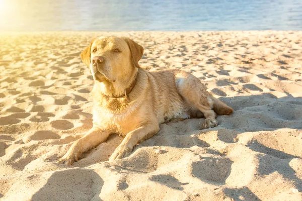 Vecchio cane giallo Labrador Retriever è sdraiato sulla spiaggia con piena di sabbia vicino al fiume, estate calda e soleggiata. Ramponamento solare — Foto Stock