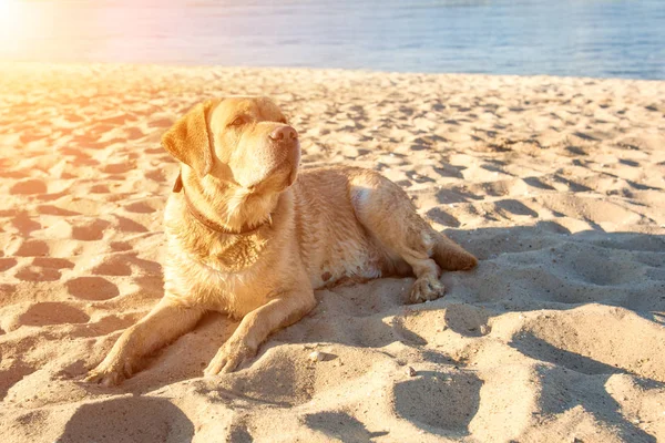 Vecchio cane giallo Labrador Retriever è sdraiato sulla spiaggia con piena di sabbia vicino al fiume, estate calda e soleggiata. Ramponamento solare — Foto Stock