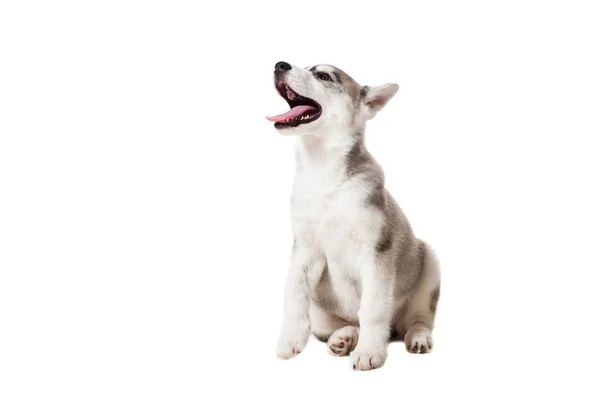 白い背景で隔離のシベリアン ハスキー子犬 — ストック写真