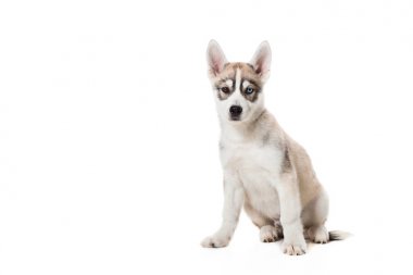 Beyaz bir arka plan üzerinde izole Sibirya Husky yavrusu