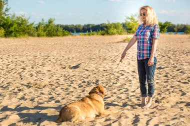 Köpek eğitim. Büyük komik köpek Labrador bir komut - uzan gerçekleştirir ve ödül için bekler. Plaj harika yaz gününde.