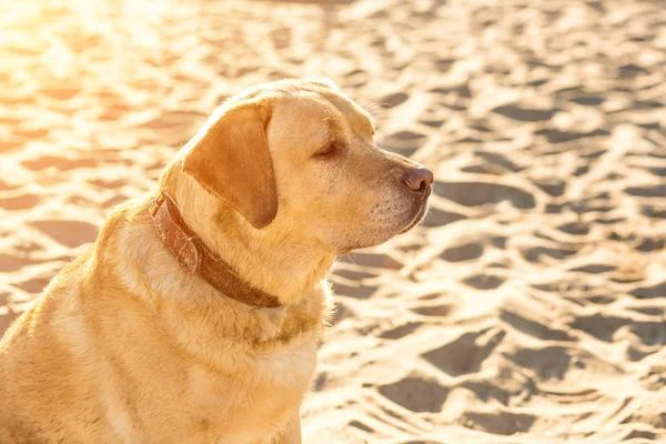 Yellow Labrador Retriever seduto sulla spiaggia, alberi verdi è sullo sfondo. Ramponamento solare — Foto Stock