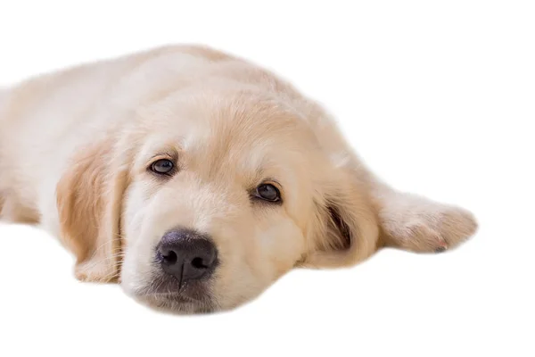 Cachorro golden retriever sobre un fondo blanco aislado — Foto de Stock