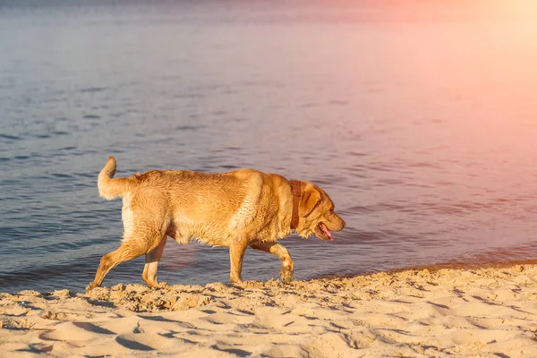 Labrador retriever na plaży. Rozbłysk słoneczny — Zdjęcie stockowe