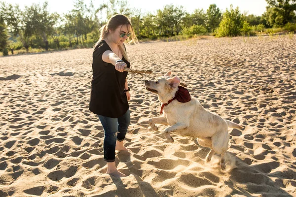 Köpek labrador kafasından açık havada doğa bir komut gerçekleştirir