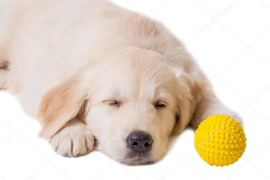 puppy golden retriever on a white background