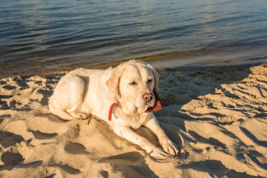 Labrador geri almak sahilde kum Nehri, yakın dolu yalan eski beyaz köpek sıcak ve güneşli yaz