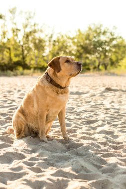 Sarı Labrador Retriever sahilde oturup, yeşil ağaçlar olduğunu arka planda.