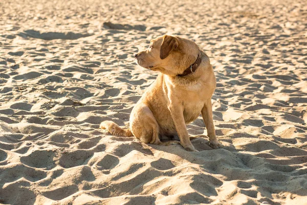 Sahilde Labrador geri almak