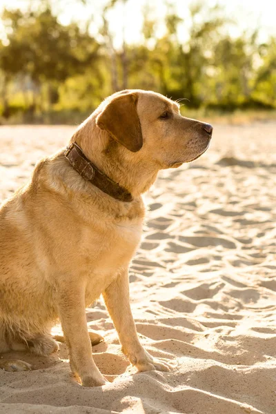 Yellow Labrador Retriever seduto sulla spiaggia, alberi verdi sullo sfondo . — Foto Stock