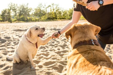 Kumsalda oynarken iki labrador arkadaş