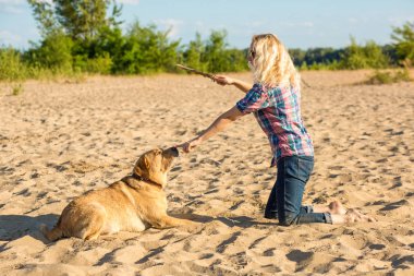 Köpek eğitim. Büyük komik köpek Labrador bir komut - uzan gerçekleştirir ve ödül için bekler. Plaj harika yaz gününde.