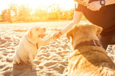 İki labrador arkadaş sahilde oynarken. Güneş parlaması