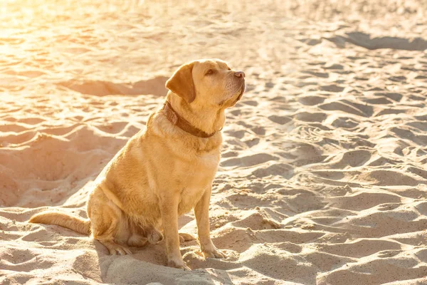 Recupero labrador sulla spiaggia. Ramponamento solare — Foto Stock