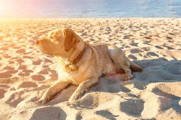Labrador geri almak sahilde kum Nehri, yakın dolu yalan eski sarı köpek sıcak ve güneşli yaz. Güneş parlaması