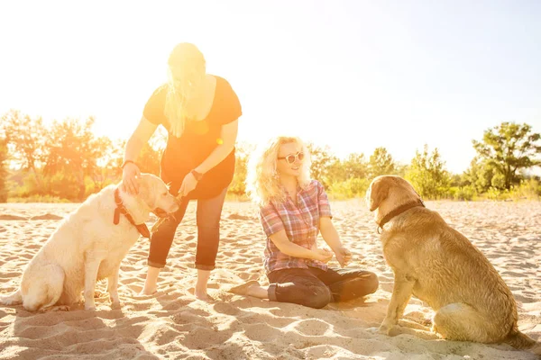 İki labrador arkadaş sahilde oynarken. Güneş parlaması