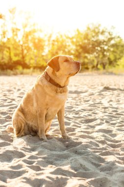 Sarı Labrador Retriever sahilde oturup, yeşil ağaçlar arka planda var. Güneş parlaması