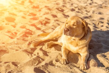 Labrador retriever köpek sahilde. Güneş parlaması