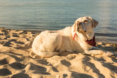 Labrador geri almak sahilde kum Nehri, yakın dolu yalan eski beyaz köpek sıcak ve güneşli yaz