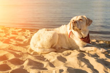 Labrador geri almak sahilde kum Nehri, yakın dolu yalan eski beyaz köpek sıcak ve güneşli yaz. Güneş parlaması