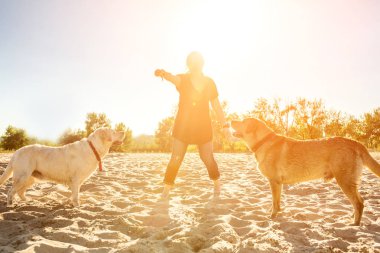 İki labrador arkadaş sahilde oynarken. Güneş parlaması