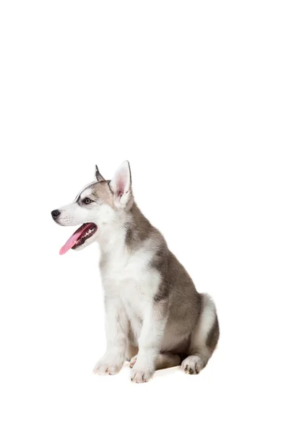 ลูกสุนัขไซบีเรีย Husky ถูกแยกจากพื้นหลังสีขาว — ภาพถ่ายสต็อก
