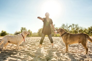 Kumsalda oynarken iki labrador arkadaş