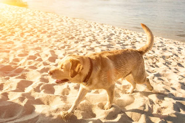 Mutlu Labrador retriever kum ile köpek sahilde çalıştıran. Güneş parlaması