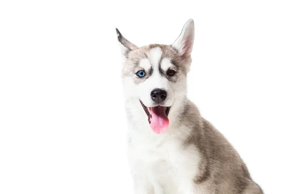 白色背景上孤立的西伯利亚哈士奇犬小狗 — 图库照片
